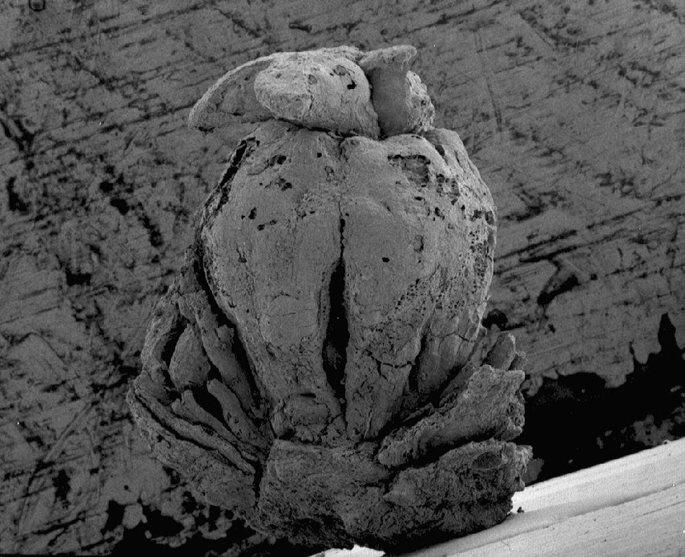 Clusiaceae Paleoclusia chevalieri