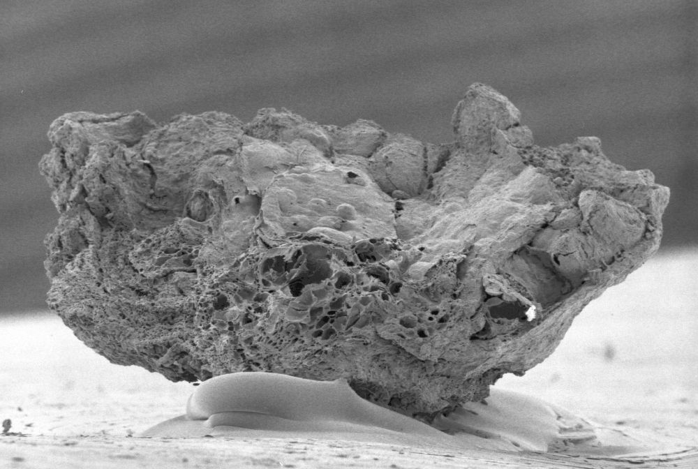 Clusiaceae Paleoclusia chevalieri