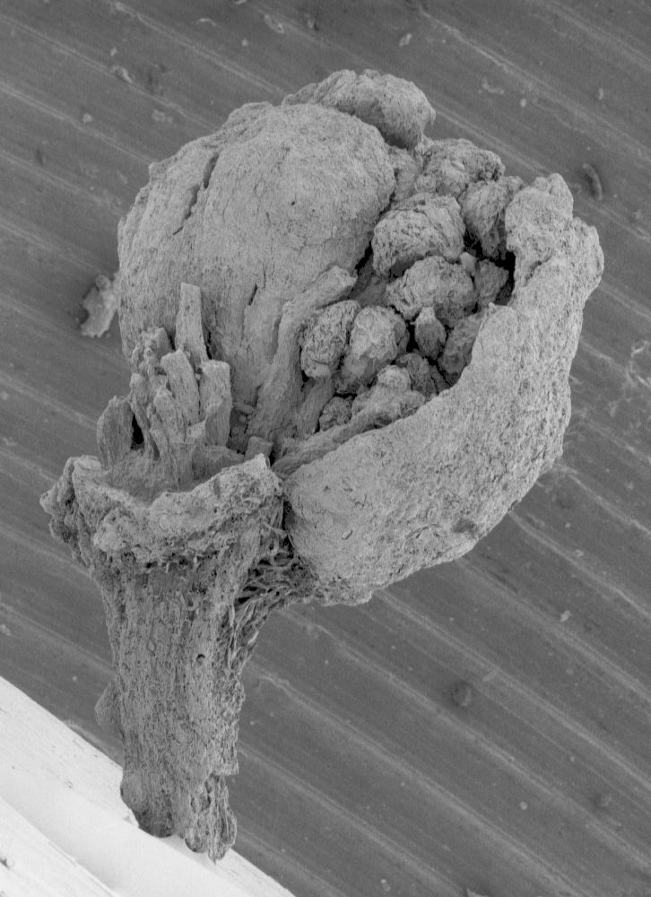 Clusiaceae Paleoclusia chevalieri
