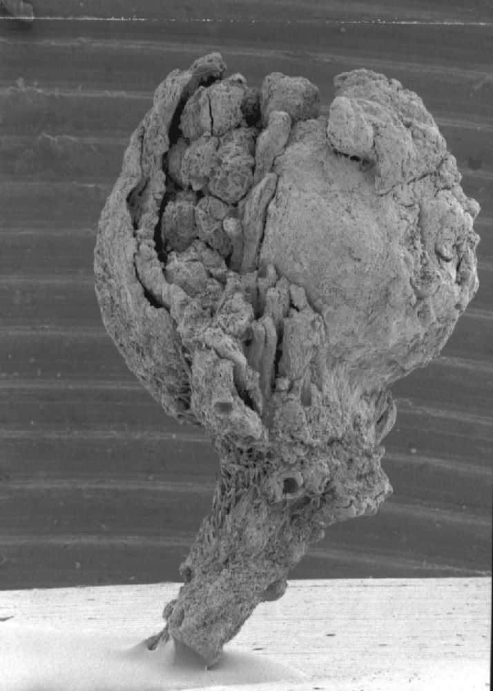 Clusiaceae Paleoclusia chevalieri