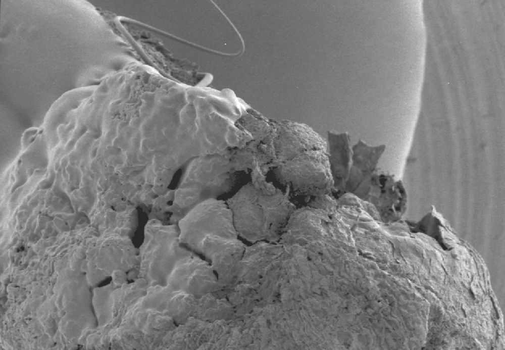 Clusiaceae Paleoclusia chevalieri