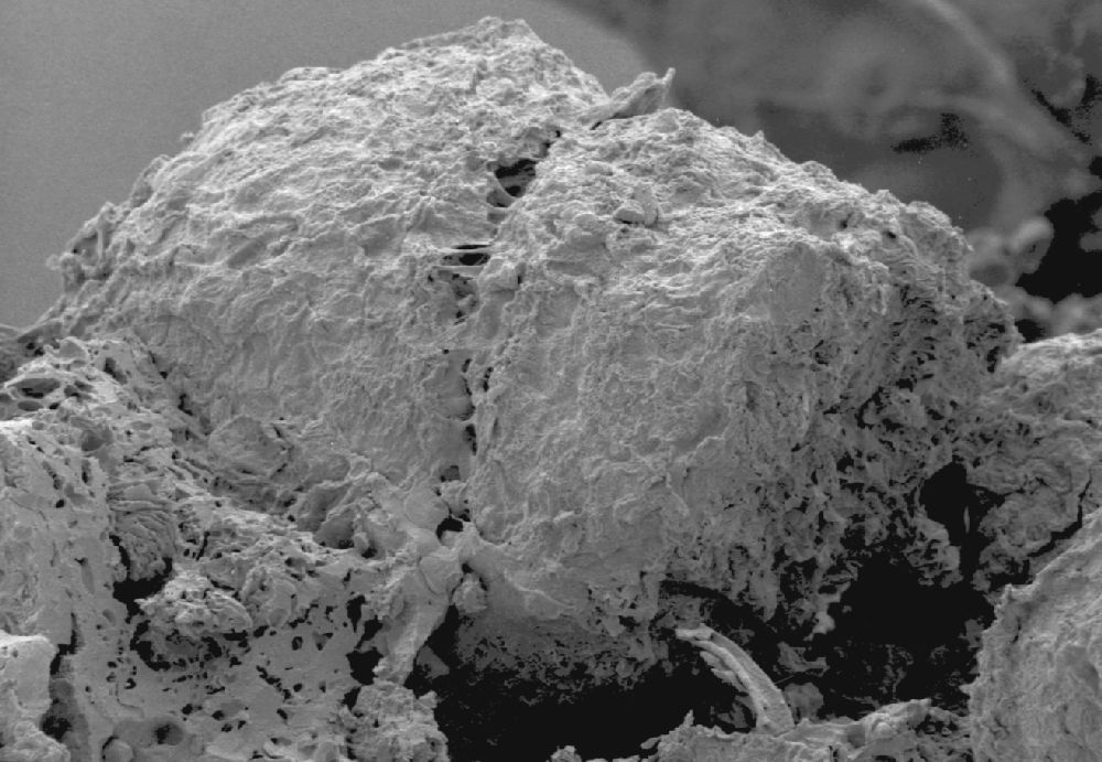 Clusiaceae Paleoclusia chevalieri