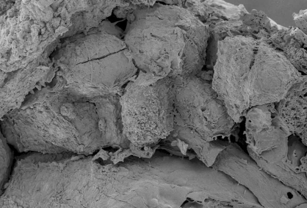 Clusiaceae Paleoclusia chevalieri