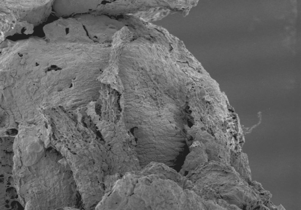 Clusiaceae Paleoclusia chevalieri