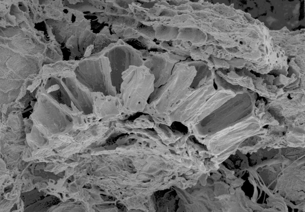 Clusiaceae Paleoclusia chevalieri