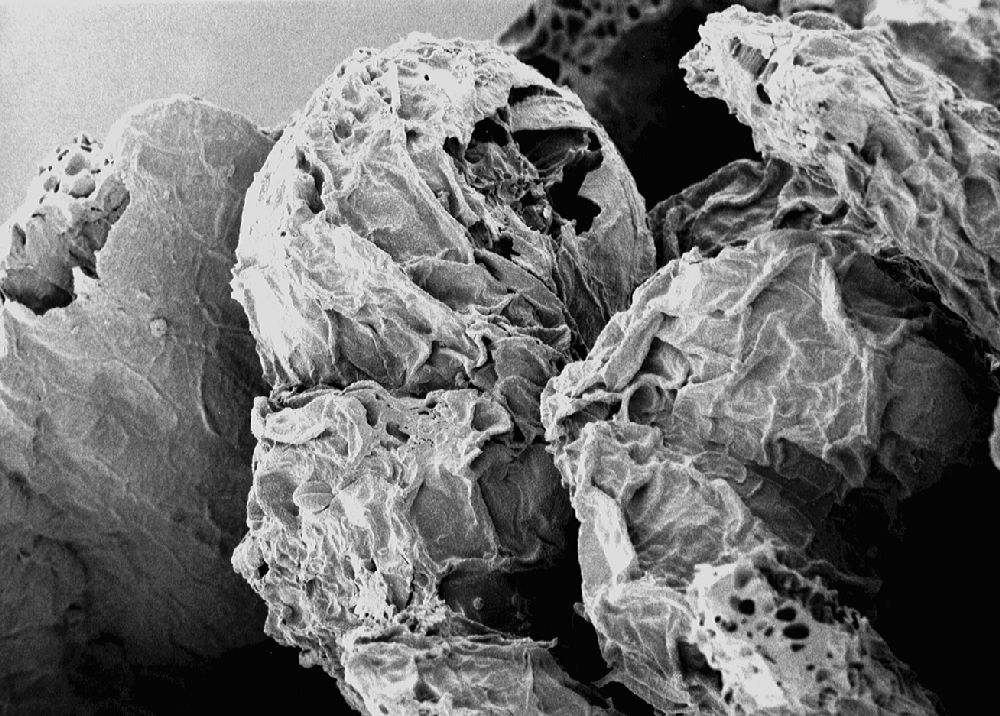 Clusiaceae Paleoclusia chevalieri