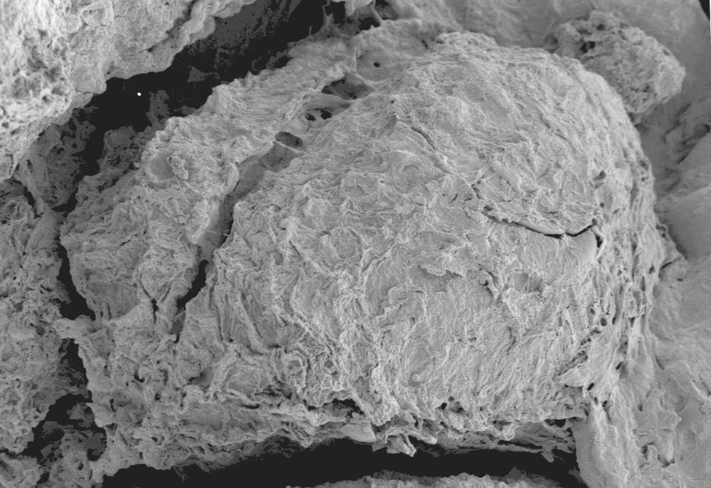 Clusiaceae Paleoclusia chevalieri