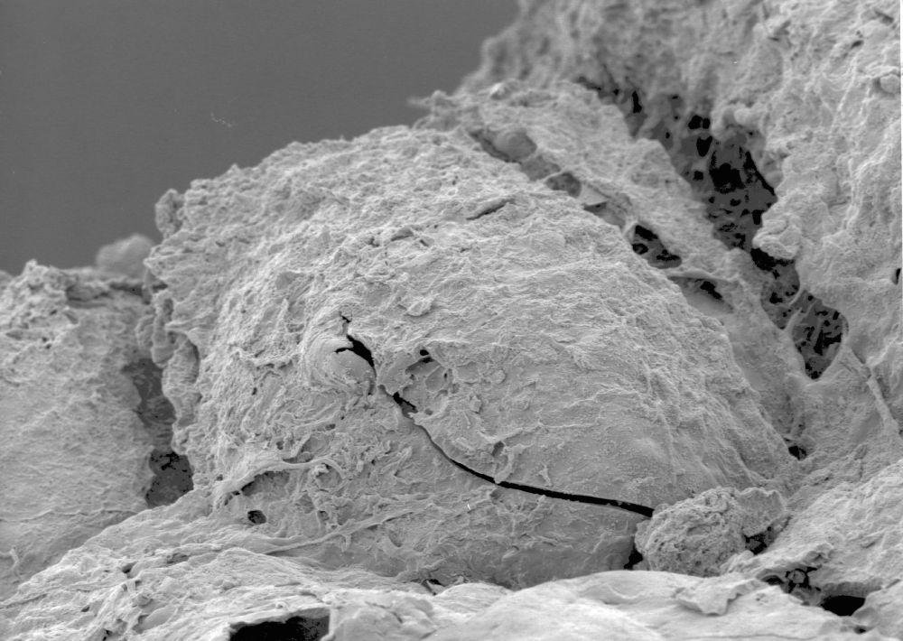 Clusiaceae Paleoclusia chevalieri