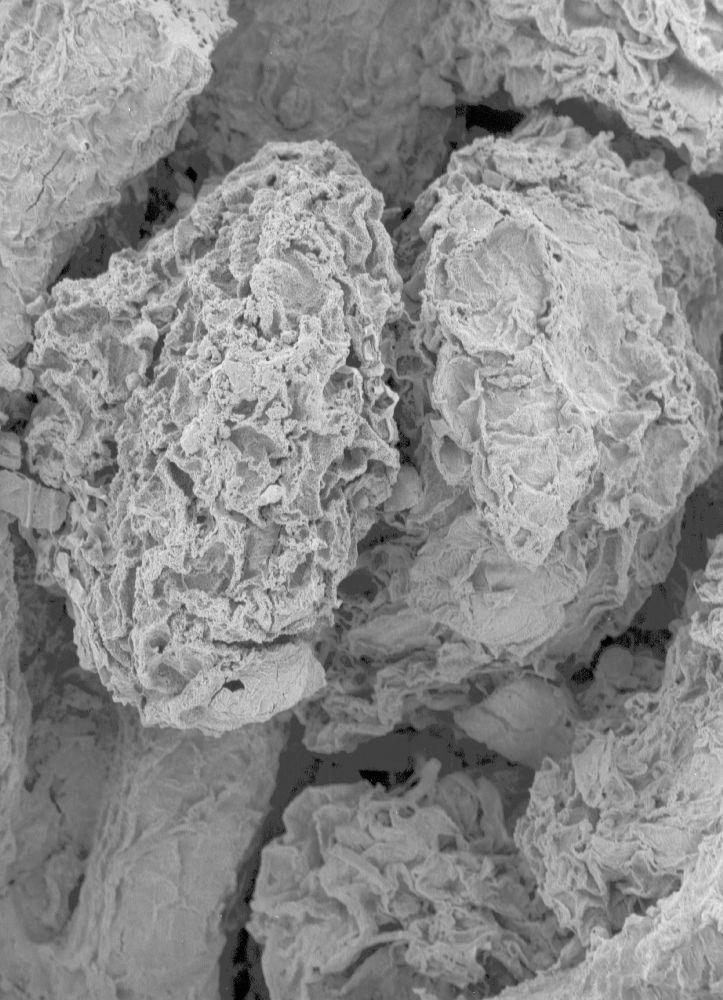Clusiaceae Paleoclusia chevalieri