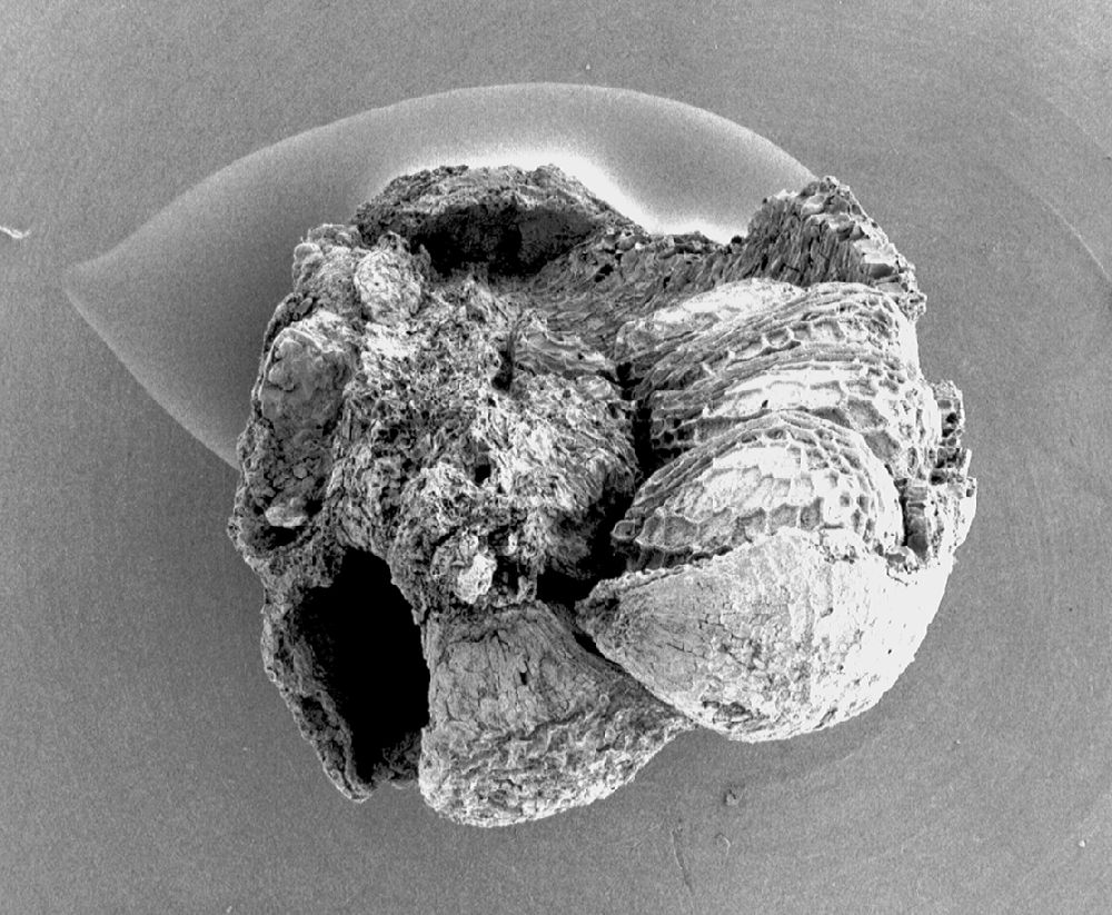Clusiaceae Paleoclusia chevalieri