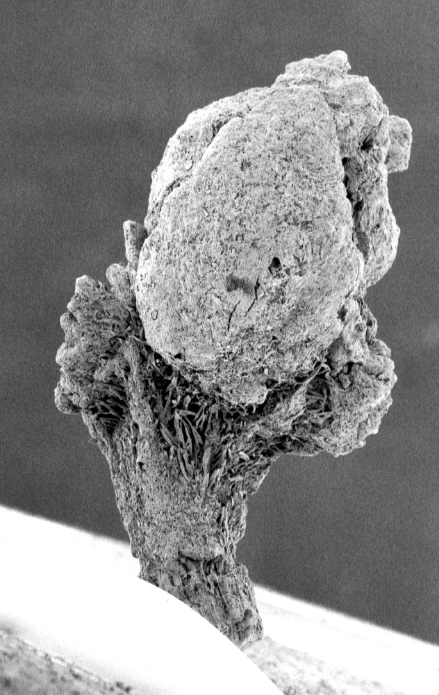 Clusiaceae Paleoclusia chevalieri