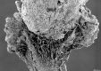 image of Paleoclusia chevalieri