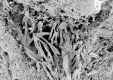 image of Paleoclusia chevalieri