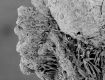 image of Paleoclusia chevalieri