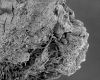 image of Paleoclusia chevalieri