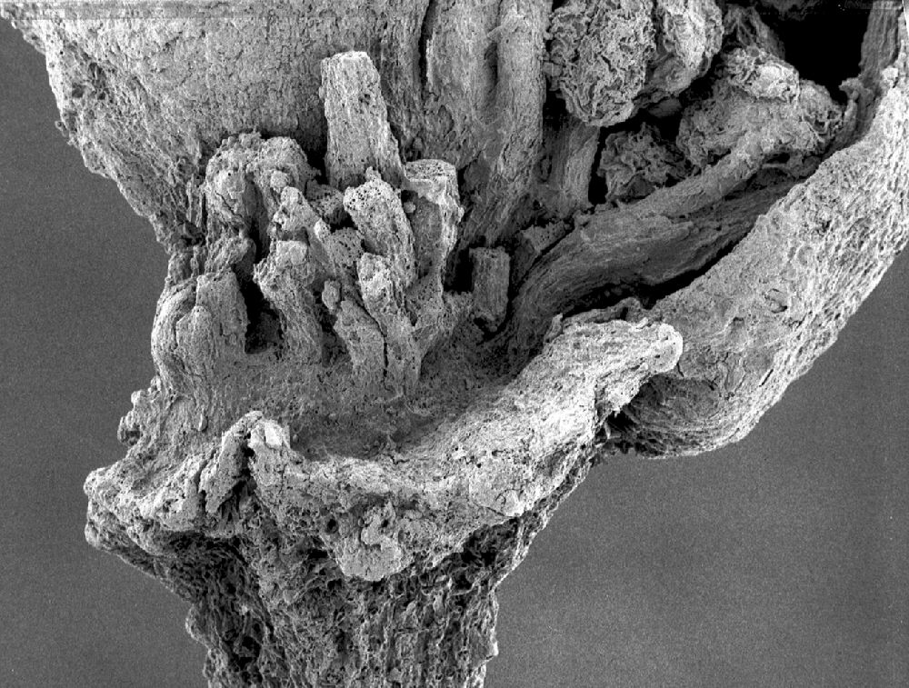 Clusiaceae Paleoclusia chevalieri