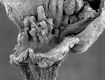 image of Paleoclusia chevalieri