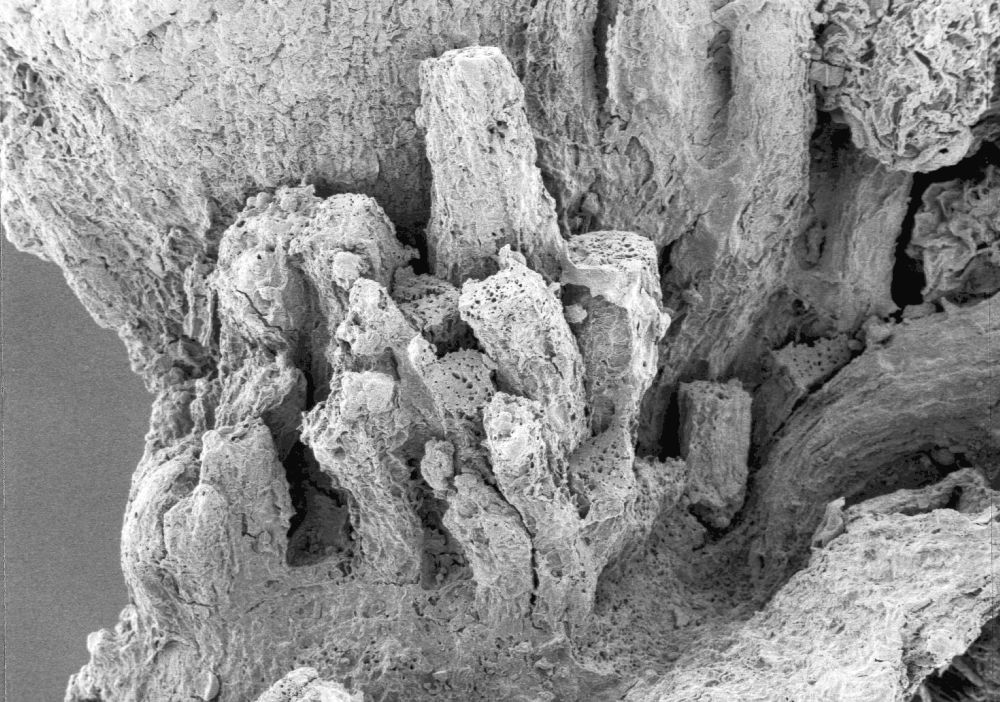 Clusiaceae Paleoclusia chevalieri