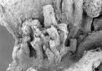 image of Paleoclusia chevalieri