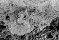 image of Paleoclusia chevalieri