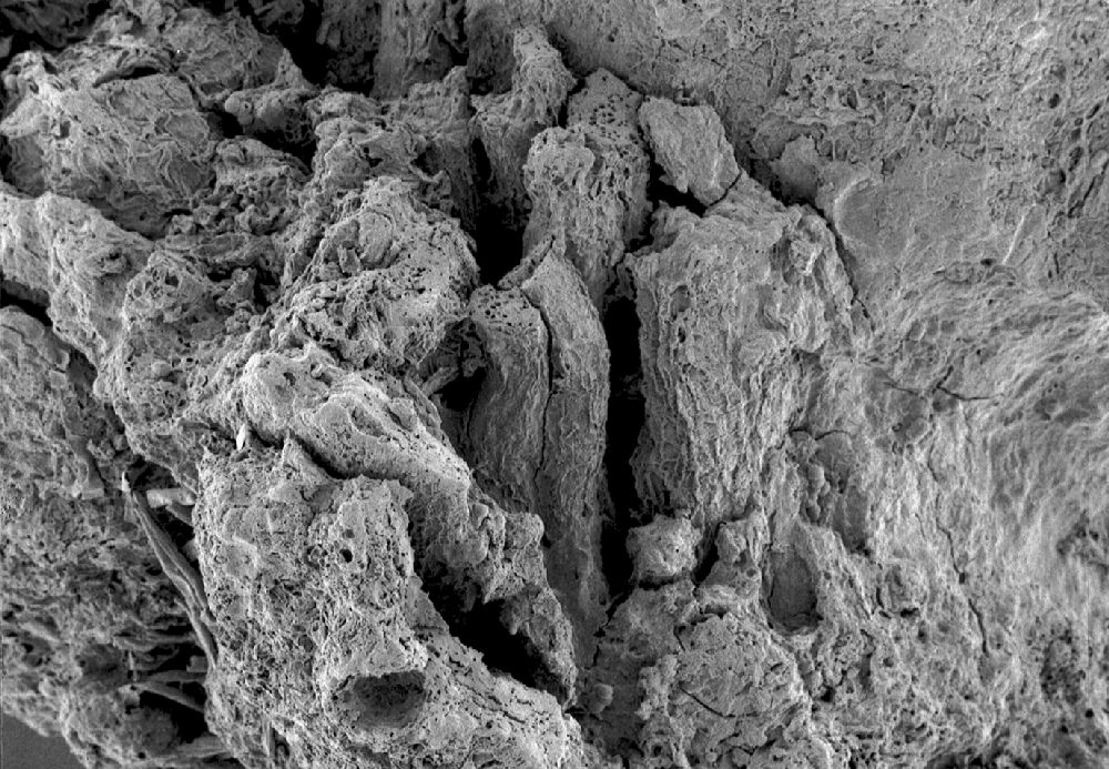 Clusiaceae Paleoclusia chevalieri