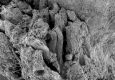 image of Paleoclusia chevalieri