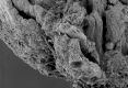 image of Paleoclusia chevalieri