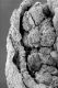 image of Paleoclusia chevalieri