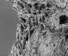 image of Paleoclusia chevalieri