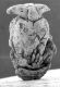 image of Paleoclusia chevalieri