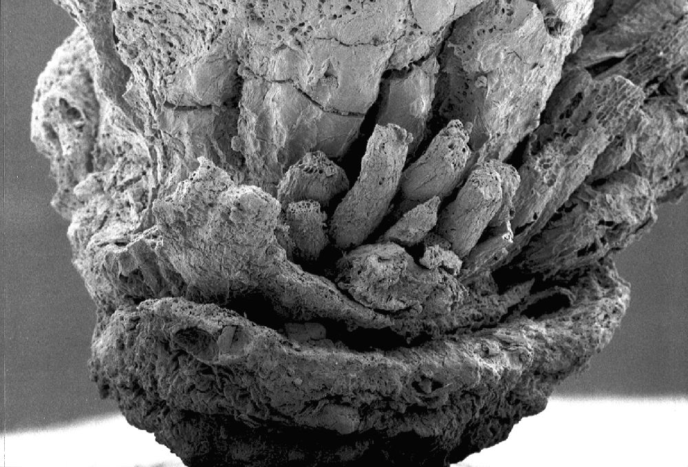 Clusiaceae Paleoclusia chevalieri