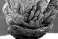 image of Paleoclusia chevalieri
