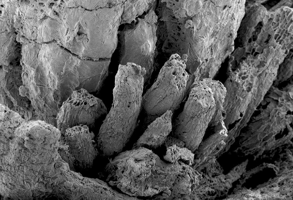 Clusiaceae Paleoclusia chevalieri