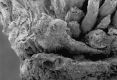 image of Paleoclusia chevalieri