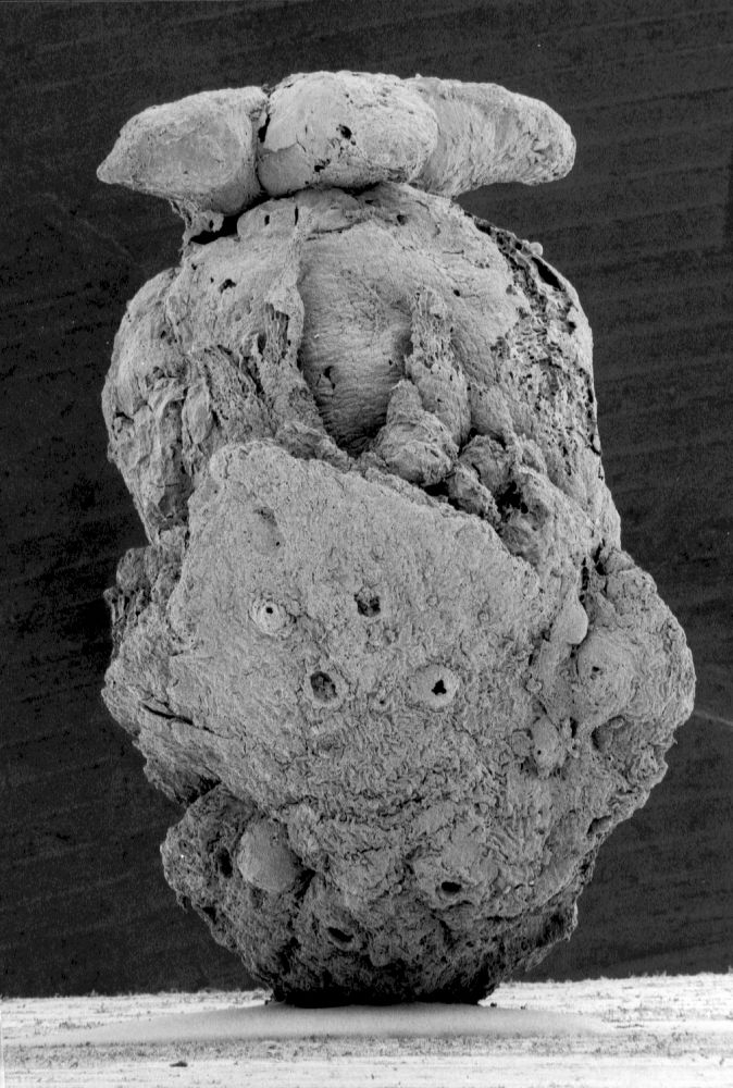 Clusiaceae Paleoclusia chevalieri