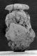 image of Paleoclusia chevalieri