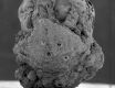 image of Paleoclusia chevalieri