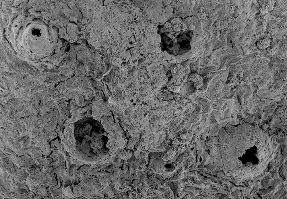 Clusiaceae Paleoclusia chevalieri