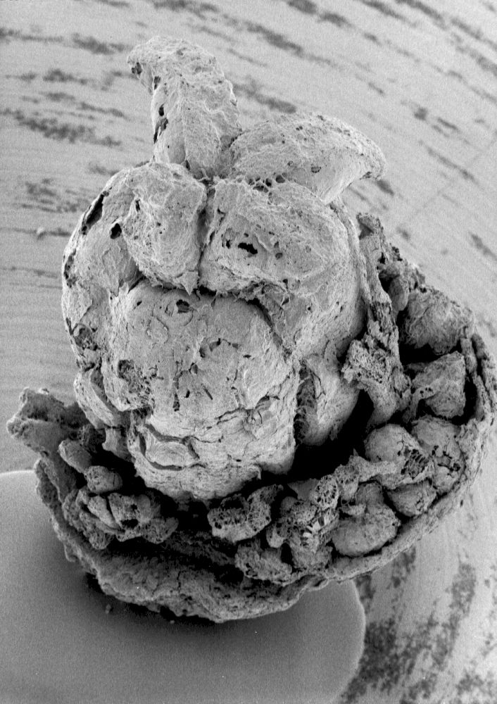 Clusiaceae Paleoclusia chevalieri