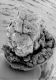 image of Paleoclusia chevalieri