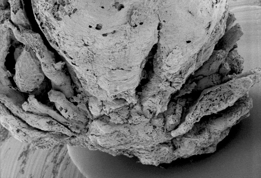 Clusiaceae Paleoclusia chevalieri