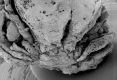 image of Paleoclusia chevalieri