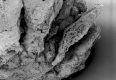 image of Paleoclusia chevalieri