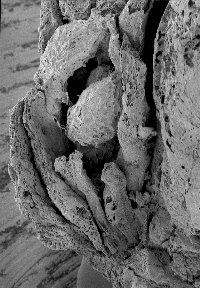 Clusiaceae Paleoclusia chevalieri