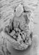 image of Paleoclusia chevalieri