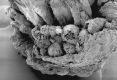 image of Paleoclusia chevalieri