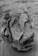 image of Paleoclusia chevalieri