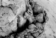image of Paleoclusia chevalieri