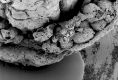 image of Paleoclusia chevalieri