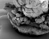 image of Paleoclusia chevalieri